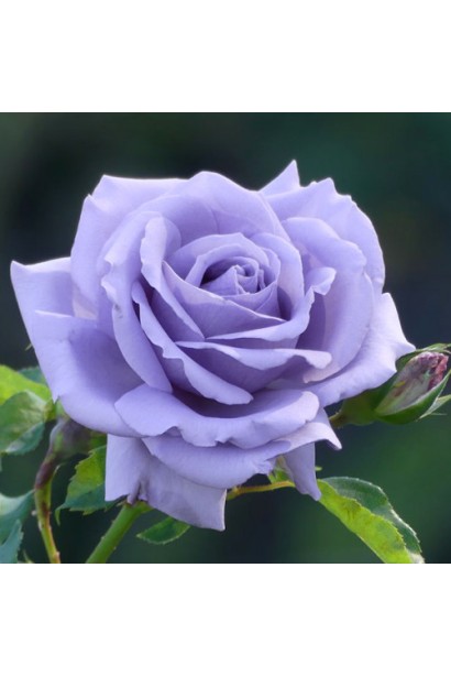 Троянда Блакитний Ніл – бузково-синя